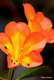 Tropical Rhododendron Love Flowers Flower Pictures Amazing Flowers