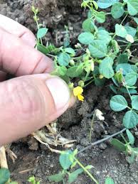 Image result for Rhynchosia luteola