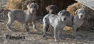 For thousands more ideas visit our main dog names library. Great Dane Puppies Nex Tech Classifieds