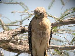 Our coaches teach, inspire, empower. Just When You Think You Have Hawks Figured Out A New One Shows Up
