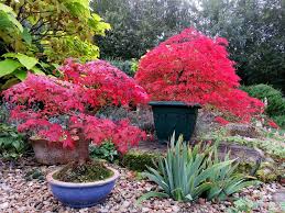 Autumn fantasy maple trees are a beautiful north american maple tree that is fast growing and known for its striking ruby red and orange leaves. Autumn Blaze Bonsai
