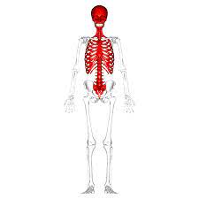 File Axial Skeleton Anterior View Png Wikimedia Commons