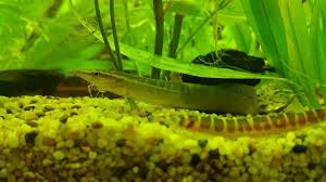 The dragon goby exhibits a beautiful iridescent blue color with a pattern of gold blotches. 13 Amazing Aquarium Freshwater Eels Faq Neeness