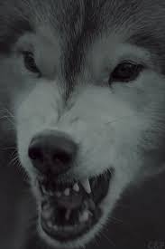 See more ideas about beautiful wolves, wolf pictures, wolf spirit. 25 Amazing Wolf Gifs Wolf Pictures Wolf Dog Scary Wolf