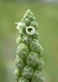 Image result for Sphenoclea