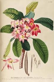 18th Century Botanical Drawings Frangipani Flower Google Search Botanical Prints Botanical Print Set Botanical Illustration