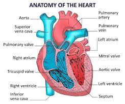 Sixty thousand miles of blood vessels transport the blood, enough to encircle earth more than twice. Circulatory System The Definitive Guide Biology Dictionary