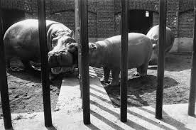 Image result for winogrand zoo