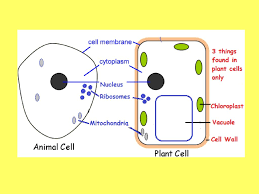 Maybe you would like to learn more about one of these? Learning Objective Describe The Structure Of Animal And Plant Cells Ppt Download