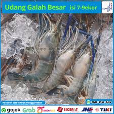 Udang galah terbesar yg pernah saya pancing #113 jomblo mode on, saya mencoba lagi mancing udang galah, kali ini saya. Jual Udang Galah Sedang 1kg Isi 7 9ekor Udang Galah Fresh Udang Galah Besar Jakarta Utara Supplier Salmon Norway Tokopedia