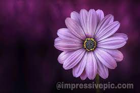 Latest whatsapp instagram dp images. Beautiful Flowers Names And Pictures Impressivepic