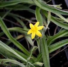 Image result for Hypoxis angustifolia