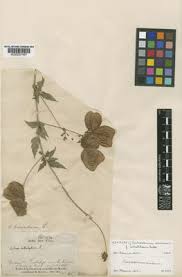 Image result for Cardiospermum corindum