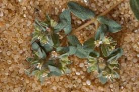 Image result for Euphorbia granulata