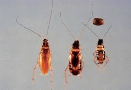 68 500 просмотров 68 тыс. Blattodea Cockroaches Sciencedirect