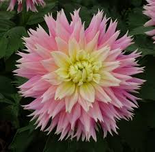Dahlia Just Married Dahlia Herbaceous Perennials Flower Garden