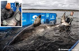 Mar 21, 2012 · on november 28th, 1942, the british troopship nova scotia was torpedoed by a u boat 50km off cape st. Enormous 17 Foot Great White Shark Tagged In Nova Scotia