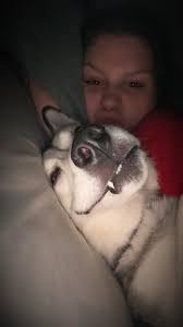 Rehoming a Siberian Husky in Louisiana due to military deployment