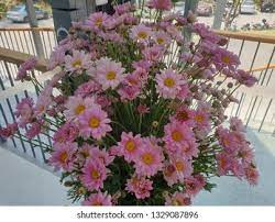 Chrysanthemum X Morifolium Flower Vase Best Flower Wallpaper