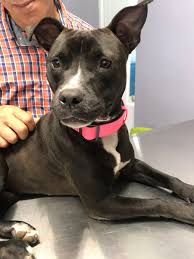 Brunilda Negron (@BrunildaNegron)