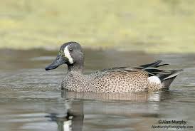 www alanmurphyphotography com duck teal bird