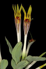 Image result for Agelanthus