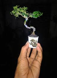 Image result for Premna mooiensis