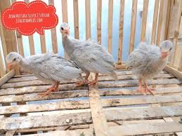 Ayam Mutiara Silver 25 Bulan Pesanan Bapak Aling Di Bandung Ayo Pesan Sekarang Kami Bisa Mengirimkan Ke Seluruh Indonesia V Animals Bird Photo