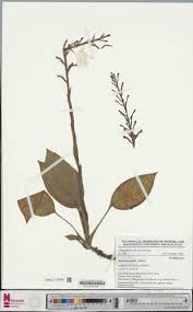 Image result for Manniella