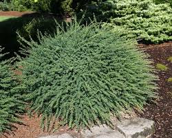 Another great british gardening magazine that is available in the u.s. 73 Podocarps Blue Gem Plants Northwest Garden Organic Gardening Magazine