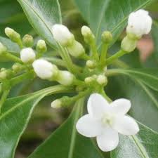 Image result for Rauvolfia mannii