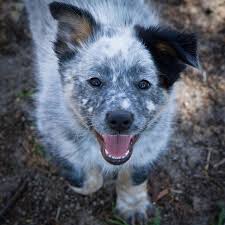 Black And White Cattle Dog The Akcaustraliancattledog Is Born With A White Coat That Turns Gray With Black Speckles Or Red Brown Wit American Cattle Dog Cattle Dog Australian Cattle Dog