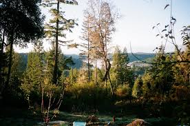 Lucky Penny Laytonville