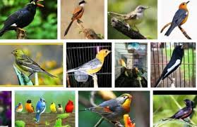 Download mp3 burung jenggot mini dan video mp4 gratis. Daftar Harga Burung Kicau Terbaru Februari 2021 Hargabulanini Com