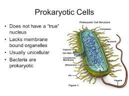 We did not find results for: Cells By Ms Reis Prokaryotic Cells Does Not Have A True Nucleus Lacks Membrane Bound Organelles Usually Unicellular Bacteria Are Prokaryotic Ppt Download