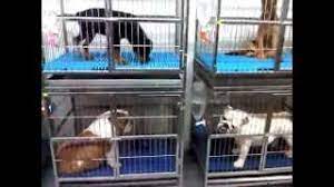 The best mall compared another mall in penang island, so many branded shops and perfect food court with beautiful view outside. Tnt Pet Shop Youtube