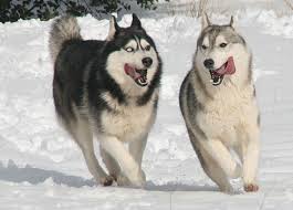 Los huskys siberianos son perros fuertes y musculados de tamaño grande que se adaptan a diferentes climas modificando su propio pelaje según el entorno en el que habitan. Criadero De Husky Siberiano En Espana Nariz De Nieve