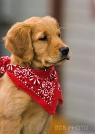 Summertime Is Coming Puppy Bandana Red Golden Retriever Puppy Golden Retriever Bandana