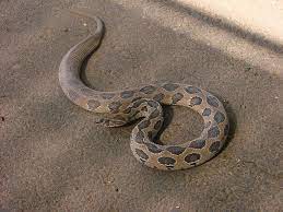 Russell S Viper Snake Snake Venom Viper Snake