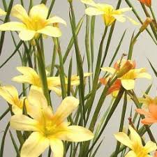 Ashwood elegance pearl lenten rose (winter dreams series) helleborus x hybridus. Morea Ochroleuca