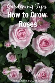Growing roses from seeds is not the fastest method for propagating roses but has several advantages. How To Grow Roses Gardening Channel
