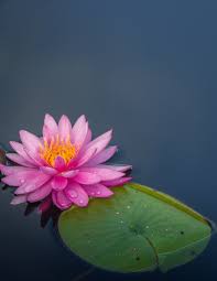 100 Most Beautiful Water Lily Flowers Hd Images Free Download Flores Fotografia Fotos De Rosas Flor Lirio