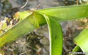 Image result for Enhalus acoroides