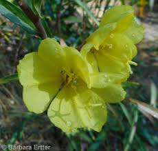 Image result for Otomeria elatior