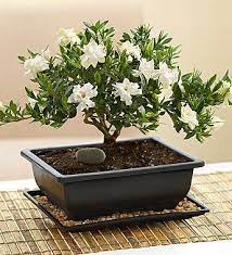 1 800 Flowers Comforting Gardenia B 800 Flowers Gardenia Trees Perfect Plants