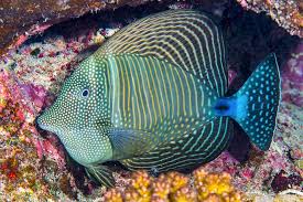 Image result for Disperis mozambicensis