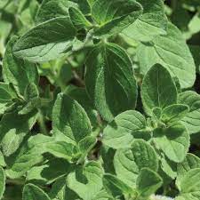 Oregano Herbs Veseys