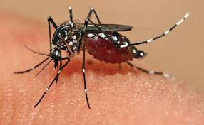 Image result for QUE ES EL ZIKA SEGUN LA OMS