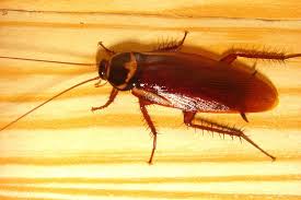 If you find evidence of pests act quickly to inspect all stored items, sanitize the storage area and take other countermeasures as recommended by a pest management professional who has inspected the site. Top 10 Tips To Prevent Pest Infestation In Your House