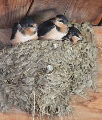 View the profiles of professionals named nate swallow on linkedin. Barn Swallows Hayward Gardens